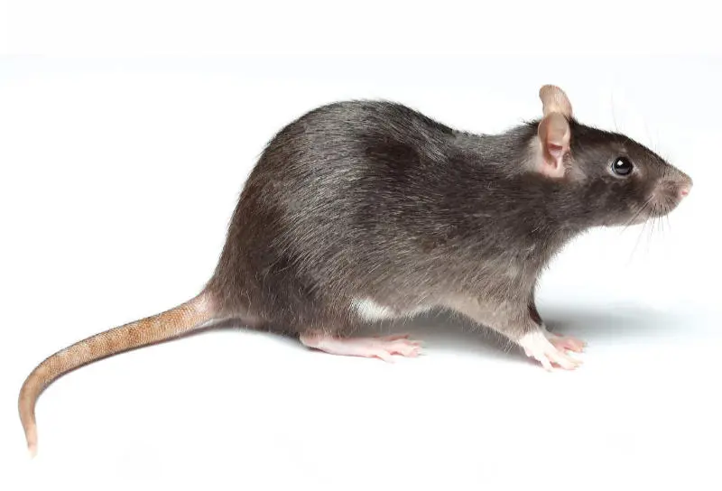 La importancia del uso de biocidas autorizados para luchar contra el COVID-19