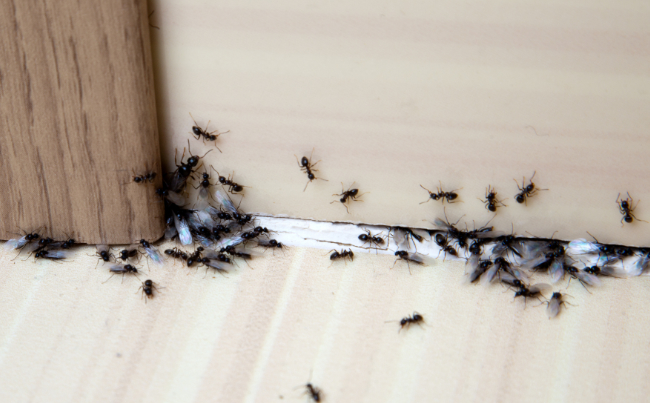 Hormigas  ecoambiente