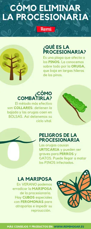Cómo combatir la procesionaria del pino
