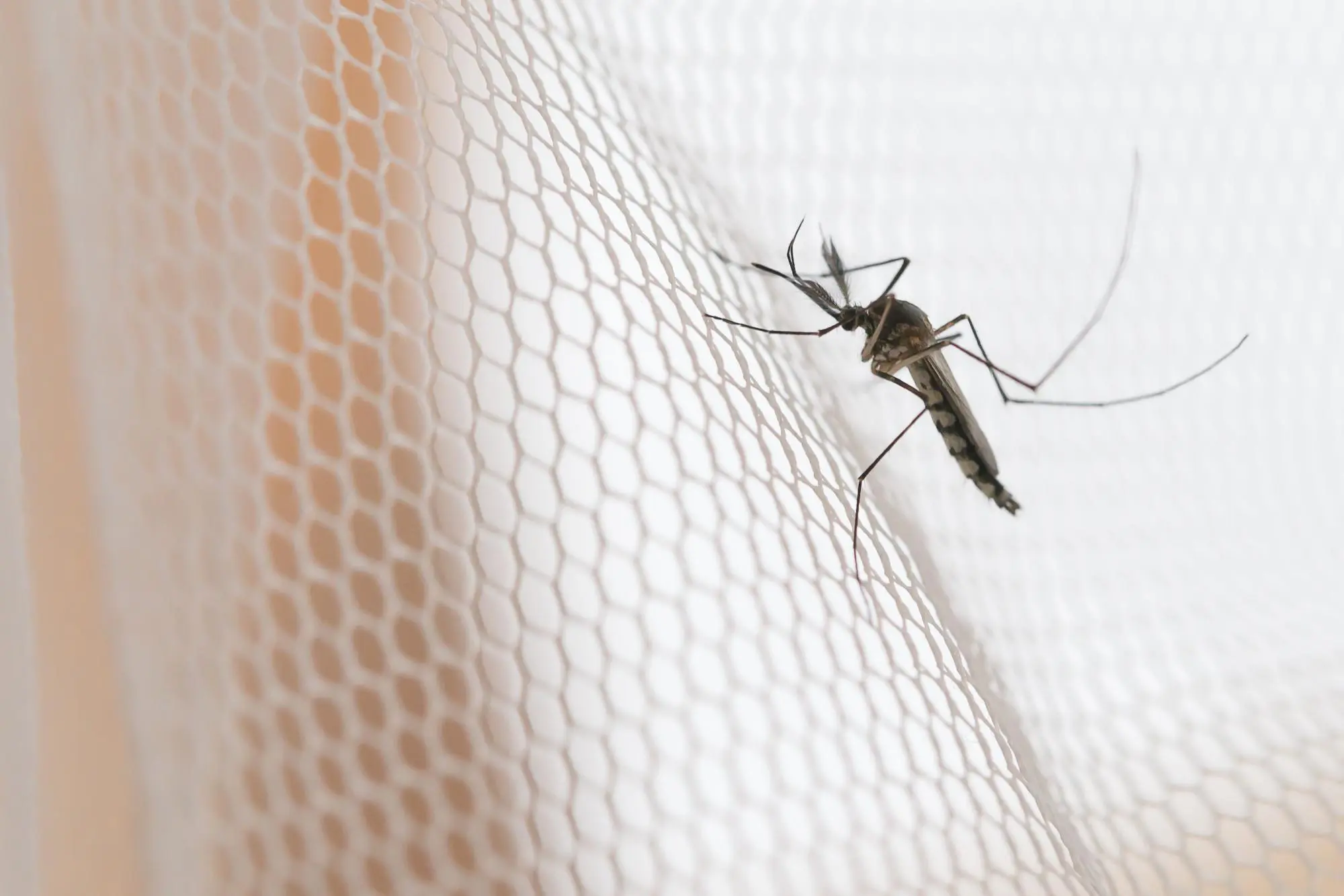 ¿Cómo nos localizan los mosquitos para picarnos?