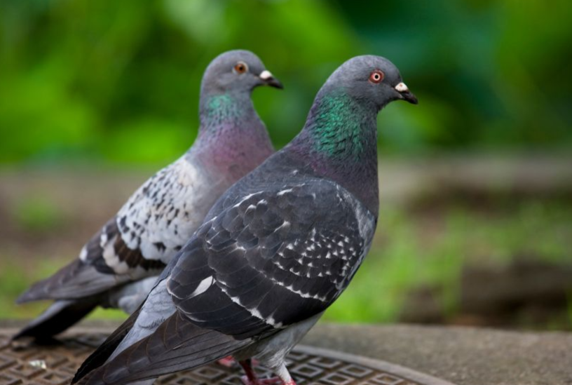 plaga de palomas