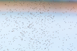 control de plagas en Valencia