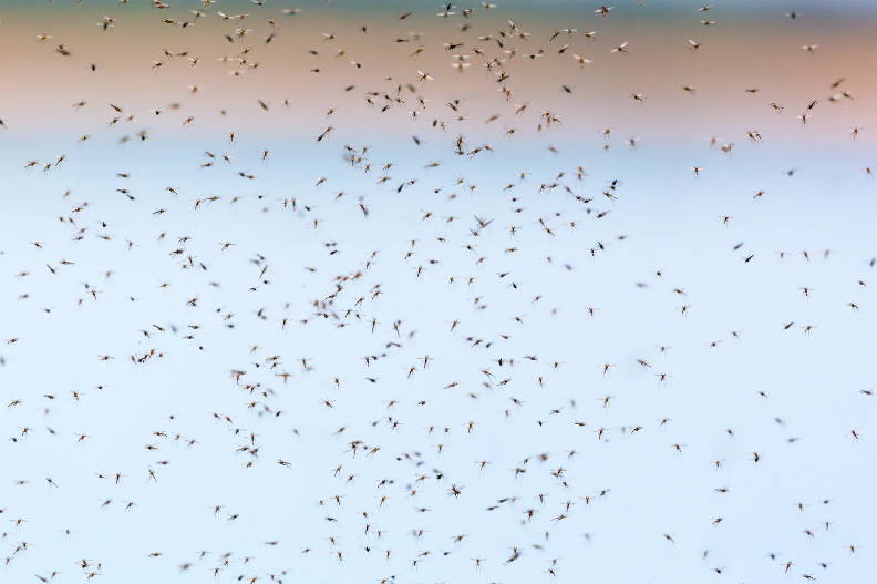 control de plagas en Valencia