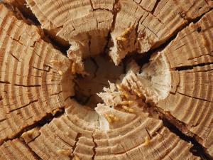 EcoAmbiente Sanidad Ambiental