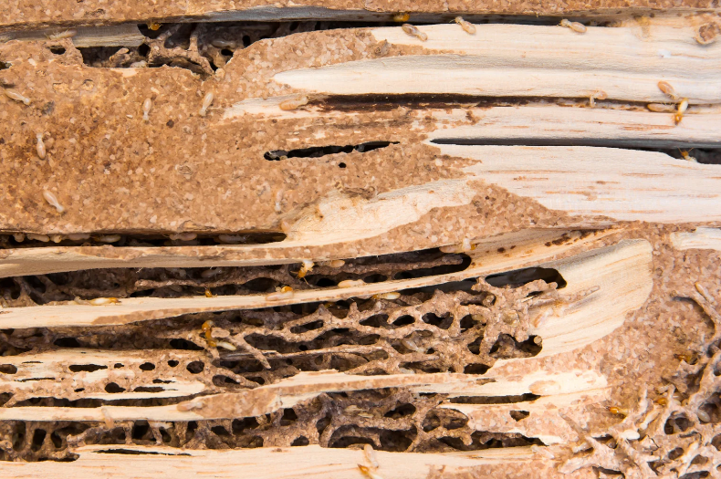 control de plagas en Valencia