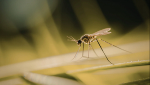 control de plagas en Valencia