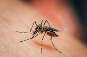 control de plagas en Valencia